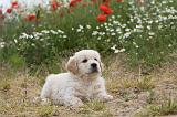 GOLDEN RETRIEVER 309